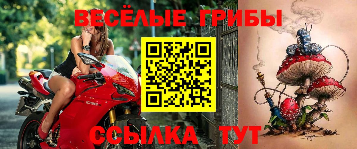 Электрогорск  Псилоцибиновые грибы Psilocybine cubensis  Вход с VPN 
